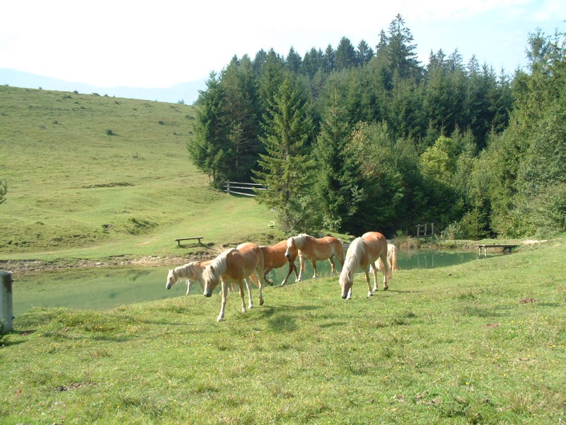 Reiten im Gailtal